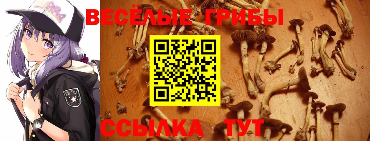 Гудермес  Галлюциногенные грибы Psilocybe  Вход с VPN  Псилоцибиновые грибы Psilocybine cubensis 